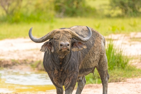 Cape Buffalo with Mud Coat in Murchison Falls National Park in Ugandaの写真素材