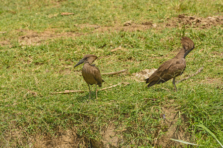 Pair of Hamerkops along the Kazinga Channel in Ugandaの写真素材