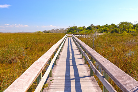 Boardwalk Through a Wetland in the Evergladesの写真素材
