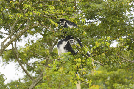 Black-and-White Colobus Monkeys in a Tree in Uganda