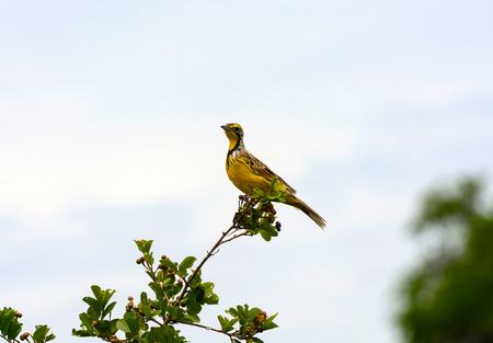 Yellow-Throated Longclaw in Queen Elizabeth National Park in Ugandaの写真素材