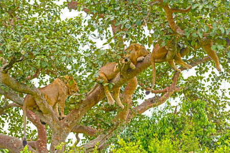 Young Lions Resting in a Tree in Ugandaの写真素材
