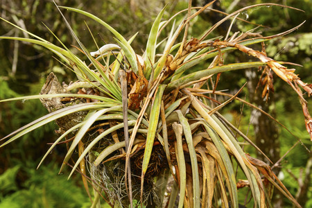 Bromeliad in a Tropical Tree in the Evergladesの写真素材