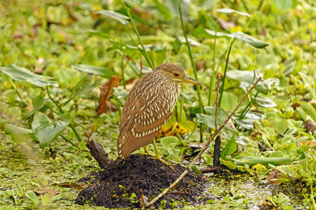 Immature Black-Crowned Night Heron in Corkscrew swamp in Florida