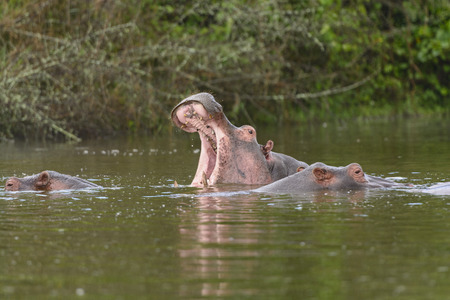 Hippo Yawn in Lake Mburo in Ugandaの写真素材