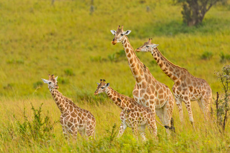 Giraffe Family in the Veldt in Murchison Falls National Park in Ugandaの写真素材