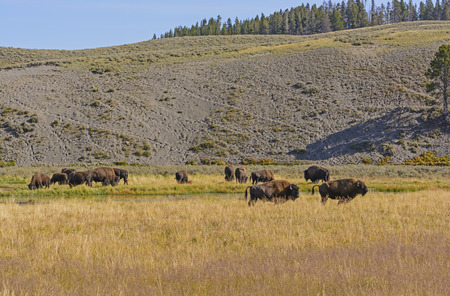 Bison on the Grasslands in the Hayden Valley in Yellowstone National Parkの写真素材