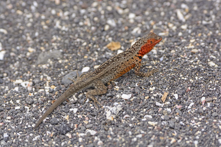 Lava Lizard on Isabela Island in the Galapagosの写真素材