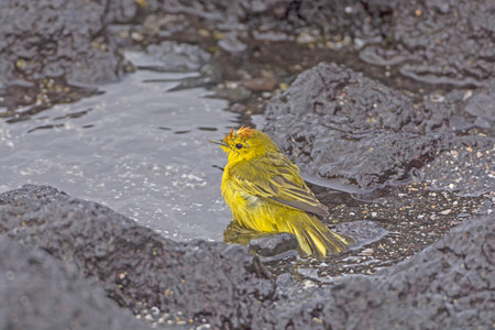 Yellow Warbler Taking a Bath in a the Ocean on Isabela Island in the Galapagosの写真素材