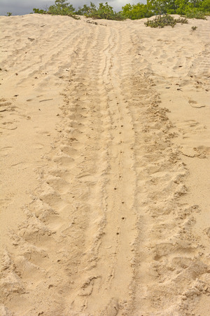 Trail of a Turtle after laying Its Eggs on Santa Cruz Island in the Galapagosの写真素材