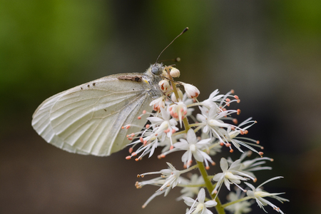 Appalachian Azure Butterfly on a Wildflower in the Smoky Mountains in Tennesseeの写真素材