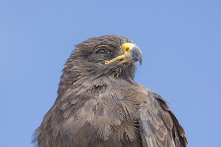 Close up of a Galapagos Hawk on Espanola Island in the Galapagos