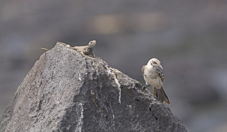 Strange Bedfellows on a Rock.  A Lava LIzard and a Mockingbird together in the Galapagos