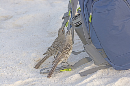 Galapagos Mockingbirds checking out what is inside on Espanola Island in the Galapagosの写真素材