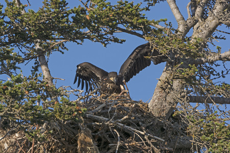 Fledgling Eagle Testing its Wings in a Nest near Homer, Alaska