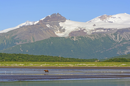 Grizzly Bear Bear Walking on a Tidal Flat Beneath the Mountains in Hallo Bay of Katmai National Park in Alaskaの写真素材
