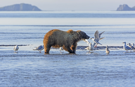 Bear and the Gulls in Hallo Bay in Katmai National Park in Alaskaの写真素材
