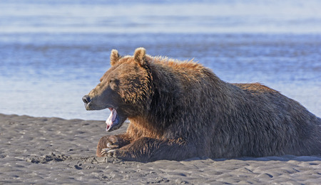 Bear Yawn after a Good Meal in Hallo Bay in Katmai National Park