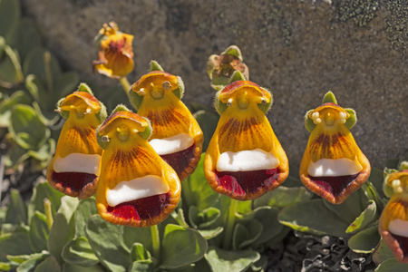 Darwin's Slippers on Alpine Tundra in the Patagonian Andes of Argentinaの写真素材
