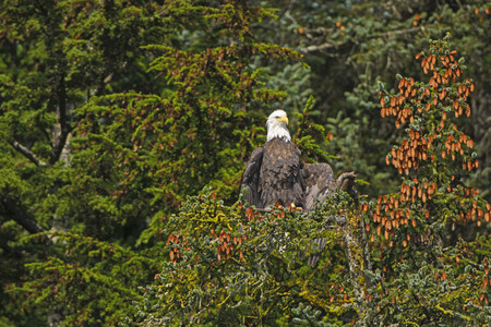 Bald Eagle Drying His Wings from the Morning Fog in the Valdez arm of Prince William Sound in Alaska