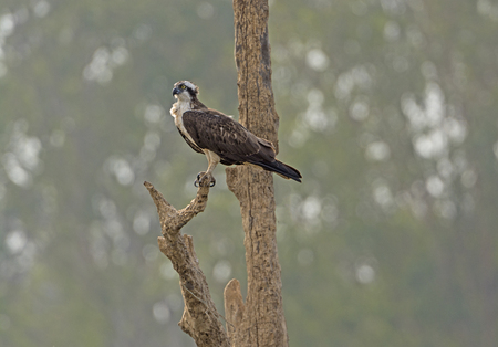 Osprey Looking for Fish on the Kabini River in Nagarhole National Park in Indiaの写真素材