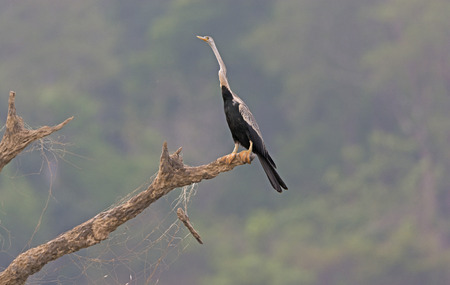 Darter looking for food on the Kabini River in Nagarhole National Park in India