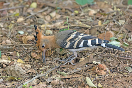 Hoopoe Looking for food in Nagarhole National Park in Indiaの写真素材