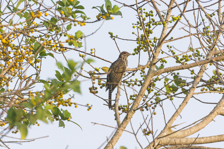 Asian Koel in a Tree near Nagarhole National Park in Indiaの写真素材