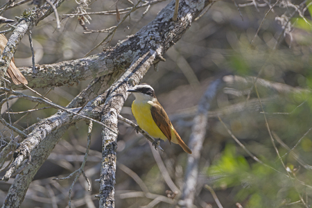 Great Kiskadee in Santa Ana National Wildlife Refuge in Texasの写真素材
