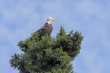Watchful Bald Eagle in a Tree on Ottertrack Lake in Quetico Provincial Park in Ontario