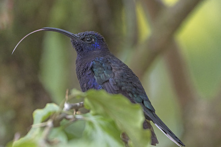 A Violet Sabrewing Sticky out its Tongue in the La Paz Wildlife Sanctuary in Costa Ricaの写真素材