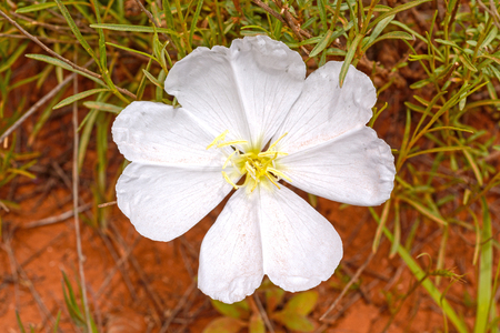 White Evening Primrose in the Desert near Sedona, Arizonaの写真素材