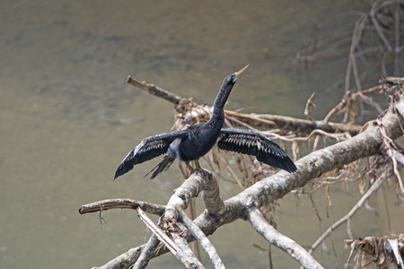 Anhinga Drying its Wings in the La Selva Biological Station in Costa Ricaの写真素材