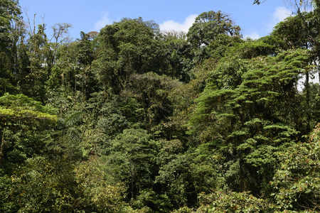 Cloud Forest Canopy Vegetation in the Mistico Arenal Cloud Forest in Costa Rica