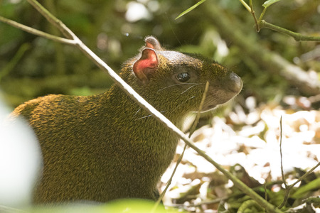 Central American Agouti in the Forest near Monteverde, Costa Ricaの写真素材