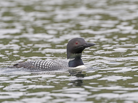 Common Loon on Ottertrack Lake in the Boundary Waters Canoe Area in Minnesotaの写真素材