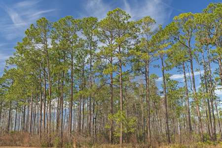 Longleaf pines in the Okefenokee Swamp oin Georgiaの写真素材