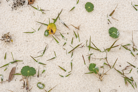 Sand Details on a Remote Beach in Bald Point State Park in Floridaの写真素材
