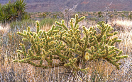 Silver Cholla in the Desert Grasses in the Mojave National Preserve in Californiaの写真素材