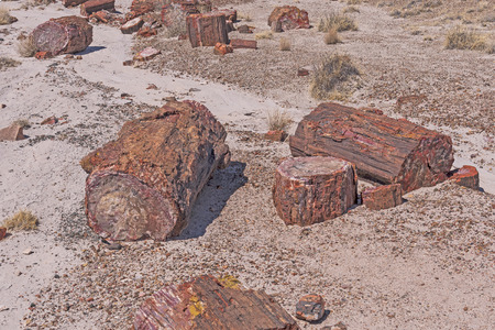 Petrified Wood log Samples in the Desert in Petrified Forest National Park in Arizonaの写真素材