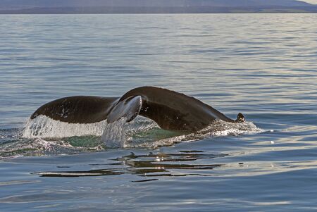 Water Plume as the Humpback Dives Down near Husavik, Icelandの写真素材