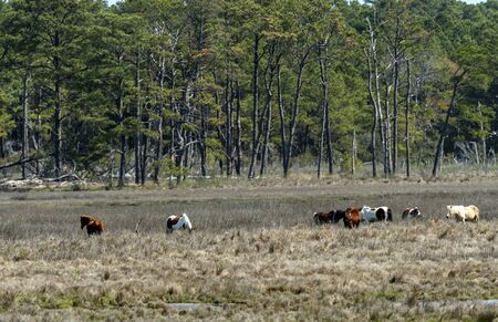 Wild Horses Grazing in a Marshland on a Barrier Island on Chincoteague National Wildlife Refuge in Virginiaの写真素材