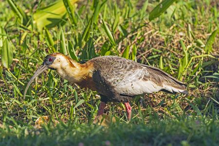 A Buff Necked Ibis Covered in seeds in a wetland in the Pantanal in Brazilの写真素材