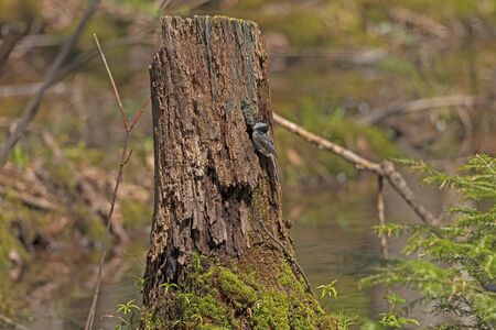 Black Capped Chickadee outside its nest in a Stump in Copper Falls State Park in Wisconsinの写真素材