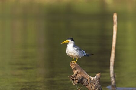 Large Billed Tern in the Pantanal in Pantanal National Park in Brazilの写真素材