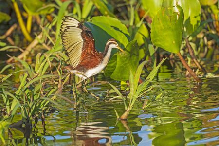 Immature Wattled Jacana Walking in the Grasses in the Pantanal in Brazil