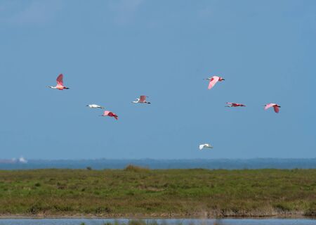 Flight of Egrets and Spoonbills over the Gulf Coast  in the Aranasas National Wildlife Refuge in Texasの写真素材