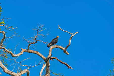 Greater Yellow Headed Vulture in a rainforest tree near Alta Floresta Brazilの写真素材