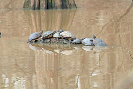 Turtles Crowding Together on a Log in Anahuac National Wildlife Refuge in Texasの写真素材