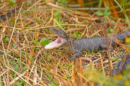 Baby Alligator Opening Its Mouth in Shark Valley in Everglades National Park in Floridaの写真素材